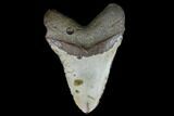Huge, Fossil Megalodon Tooth - North Carolina #124326-2